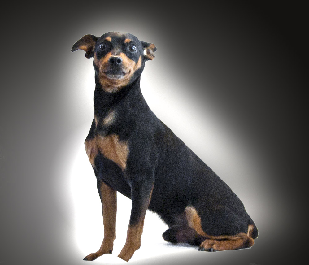 pinscher